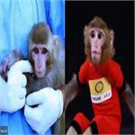 میمون‌های فضایی ایران، بچه دار شدند