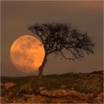 تصویر نجومی روز ناسا: ماه آبی و درخت